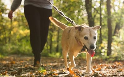 Why Regular Dog Walks Are Essential For Your Pets Health
