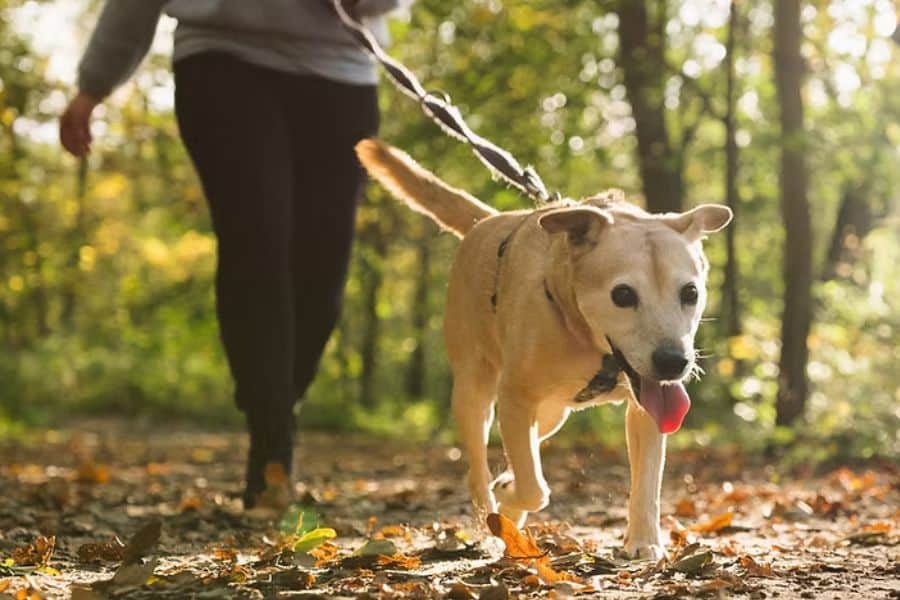 Why Regular Dog Walks Are Essential For Your Pets Health