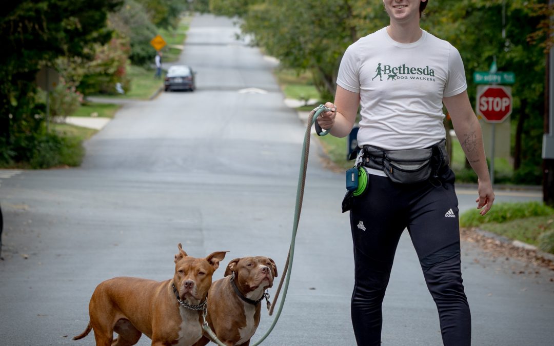 How Much Does a Dog Walker Cost in Bethesda? A 2026 Guide